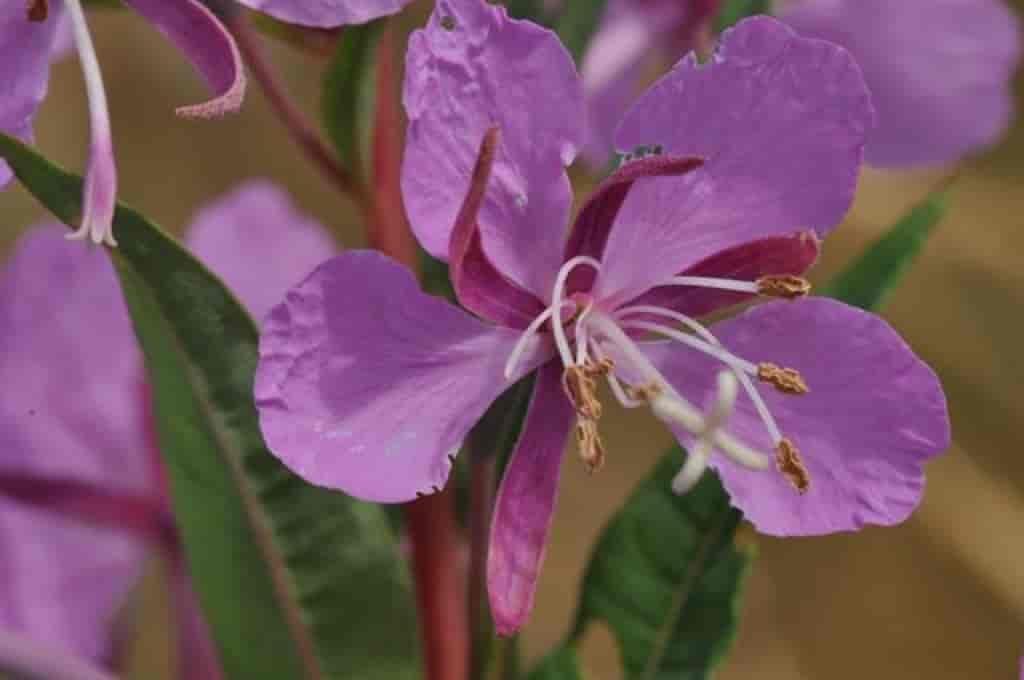 Chamaenerion angustifolium