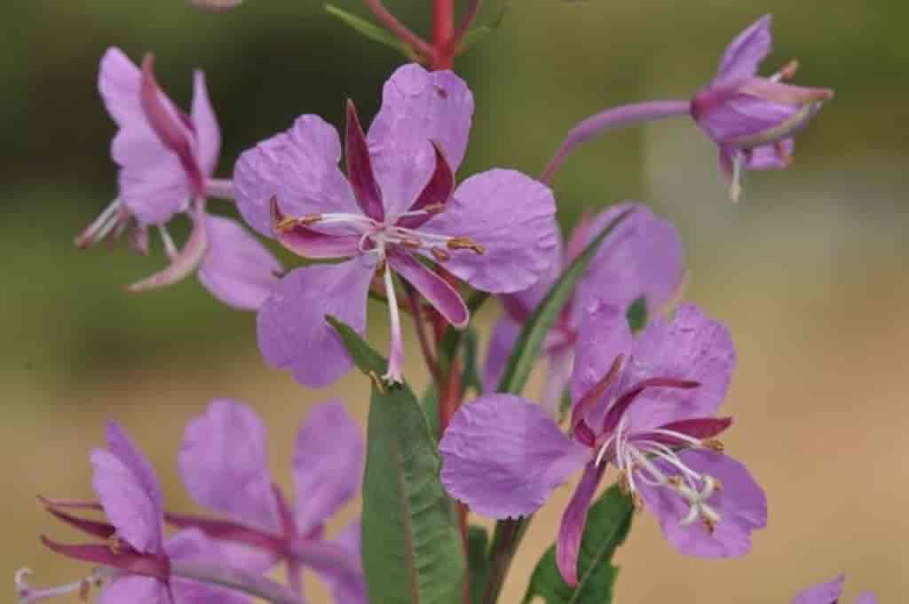 Chamaenerion angustifolium