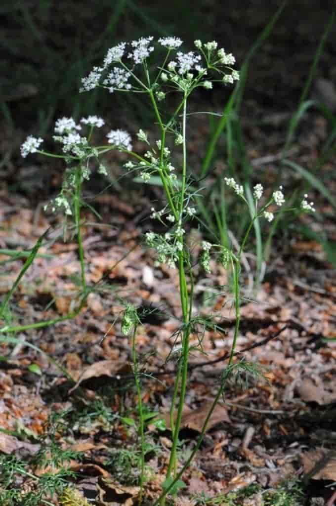 Conopodium majus