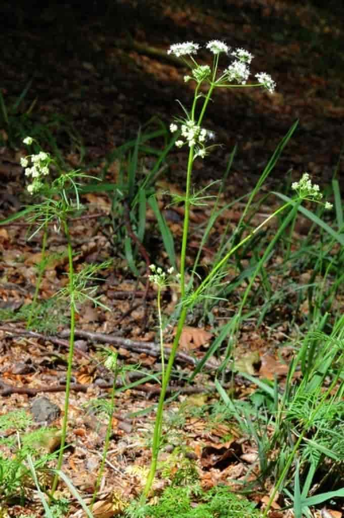 Conopodium majus