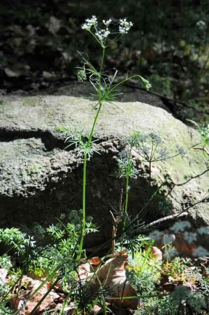 Conopodium majus