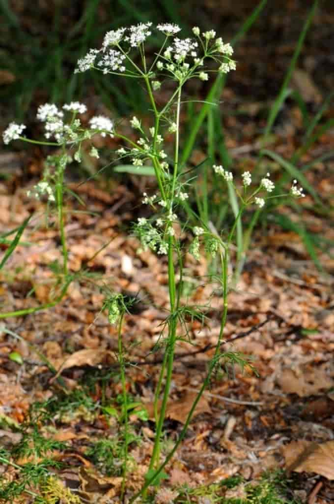 Conopodium majus