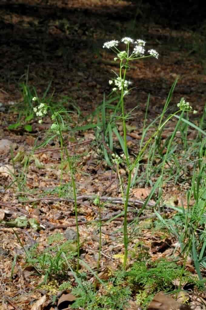 Conopodium majus