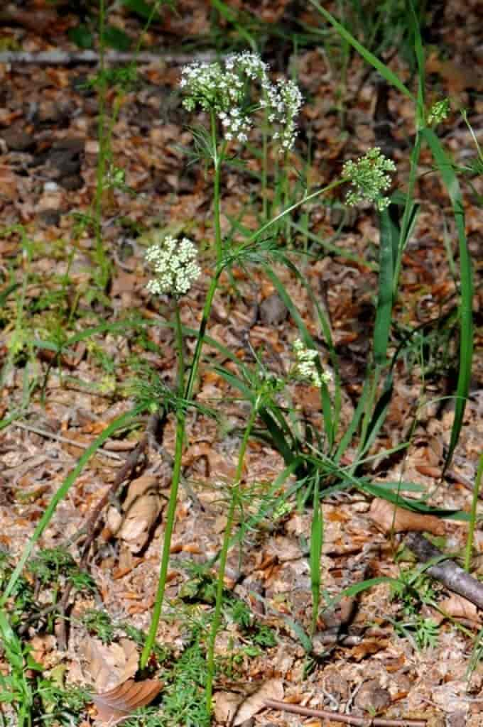 Conopodium majus