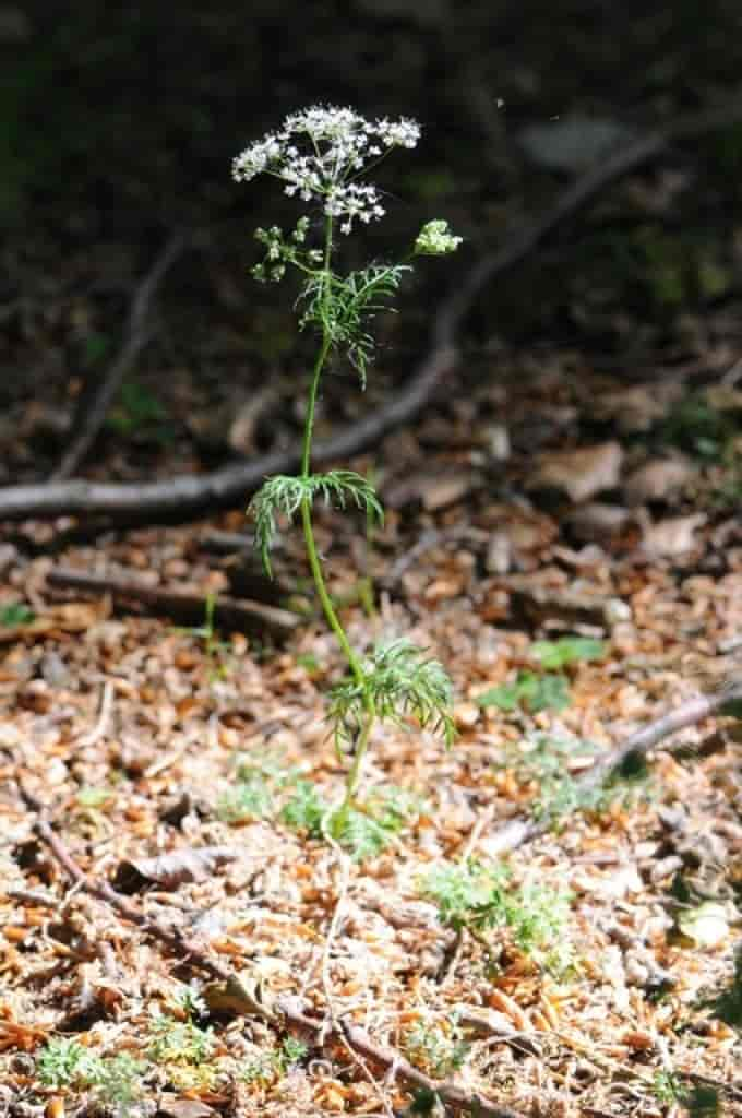 Conopodium majus