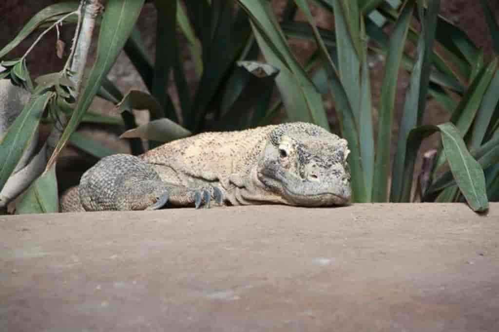 Varanus komodoensis