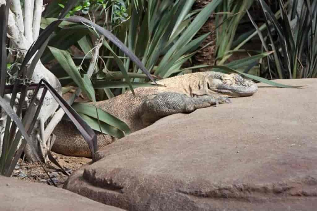 Varanus komodoensis