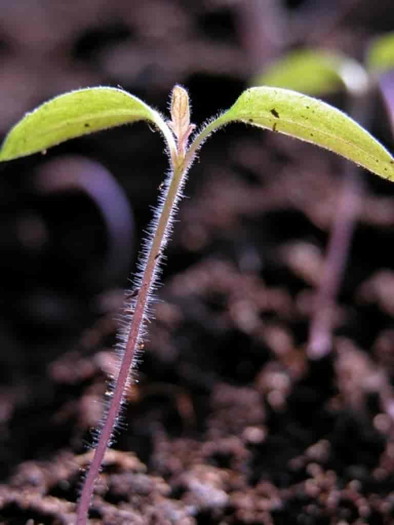 Solanum lycopersicum