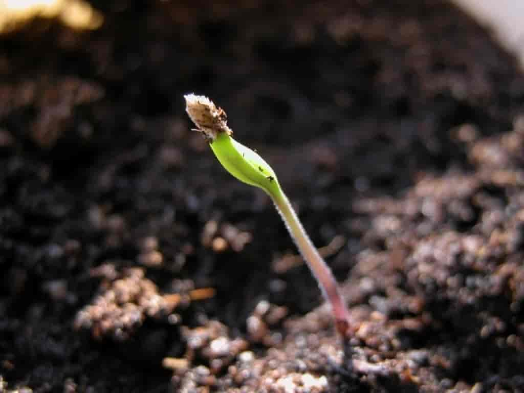 Solanum lycopersicum