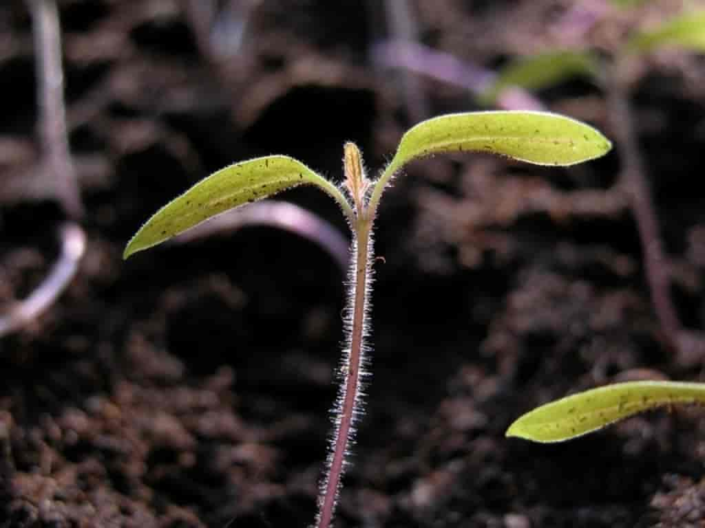 Solanum lycopersicum