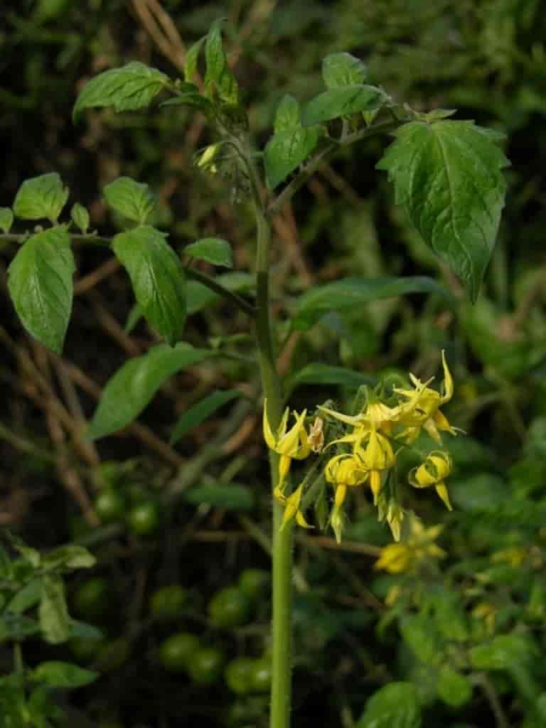 Solanum lycopersicum