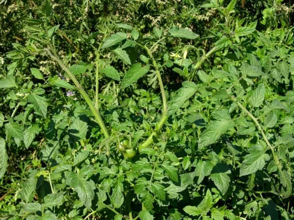 Solanum lycopersicum