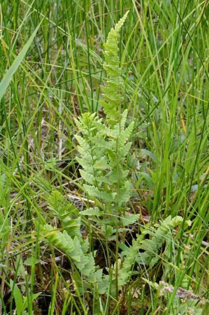 Dryopteris cristata