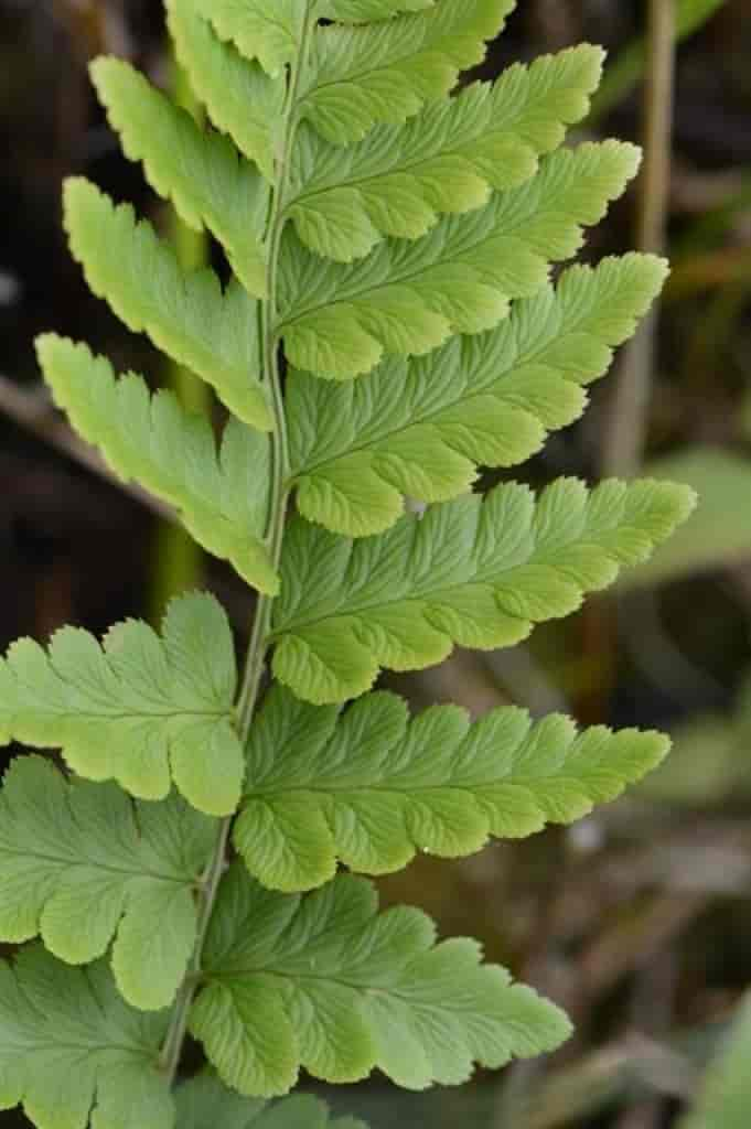 Dryopteris cristata