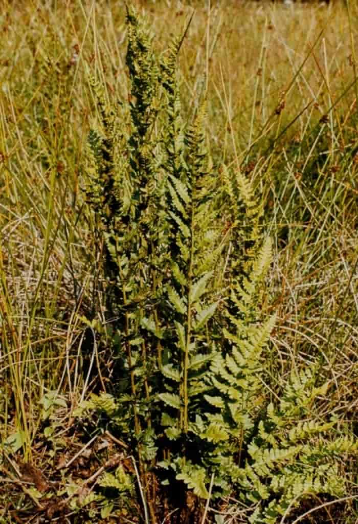 Dryopteris cristata