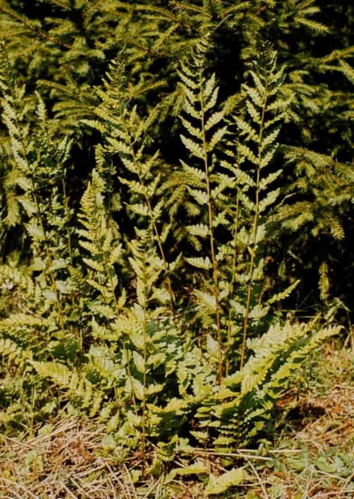 Dryopteris cristata