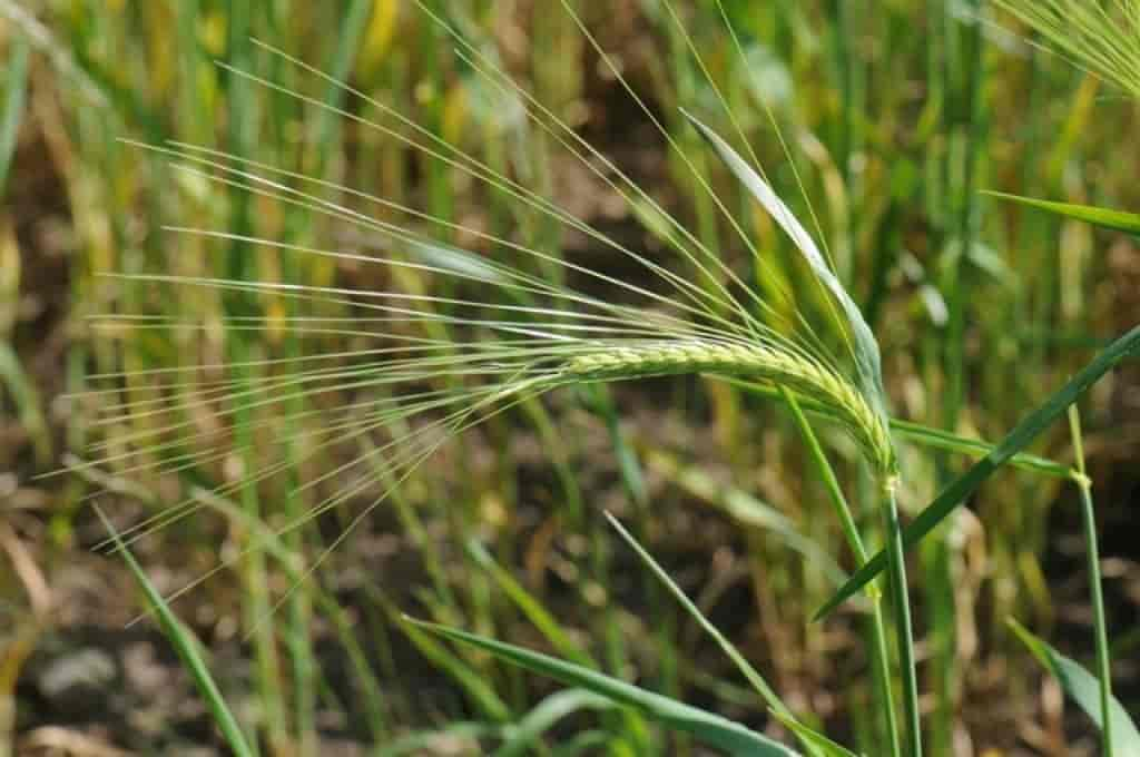 Hordeum vulgare var. distichon