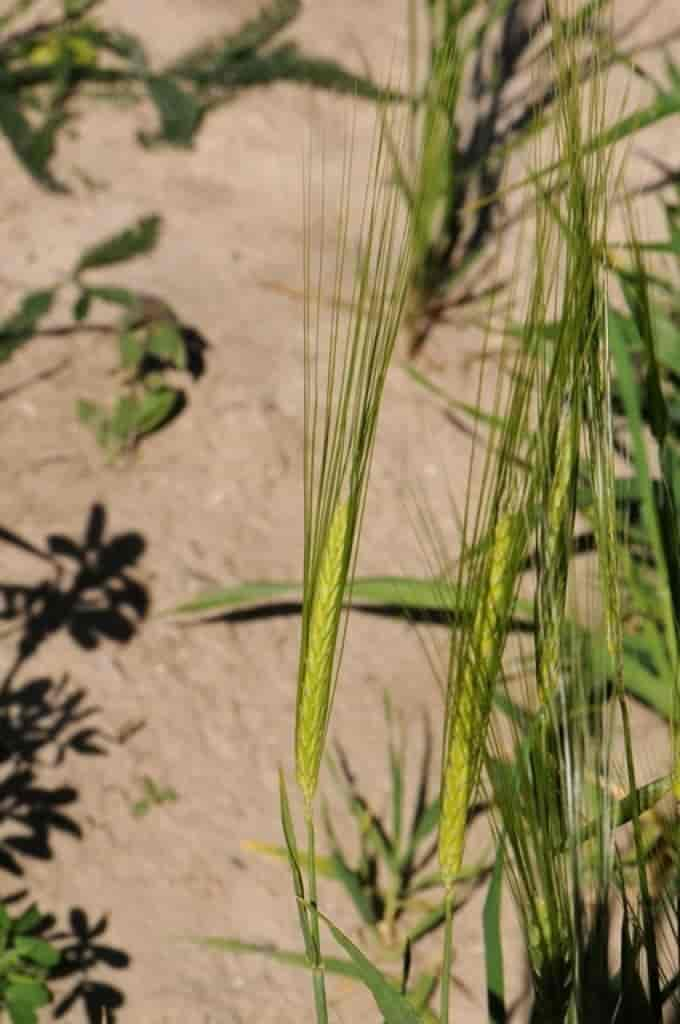 Hordeum vulgare var. distichon