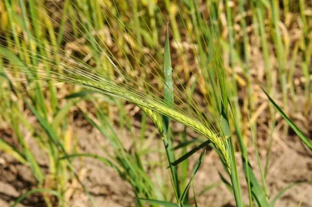 Hordeum vulgare var. distichon