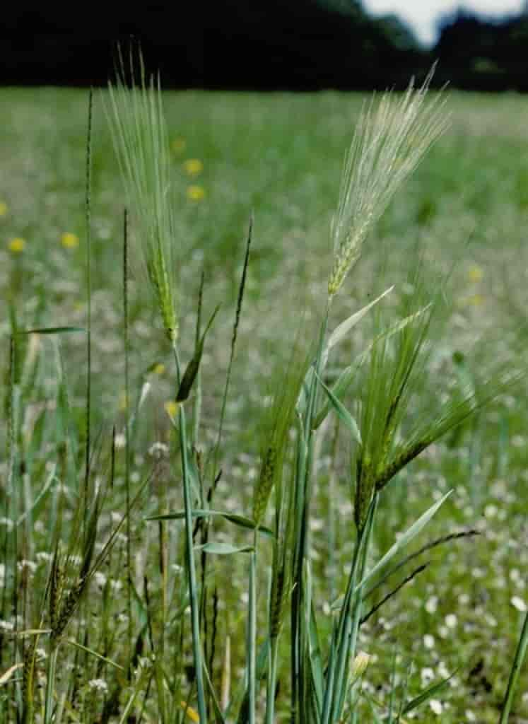 Hordeum vulgare