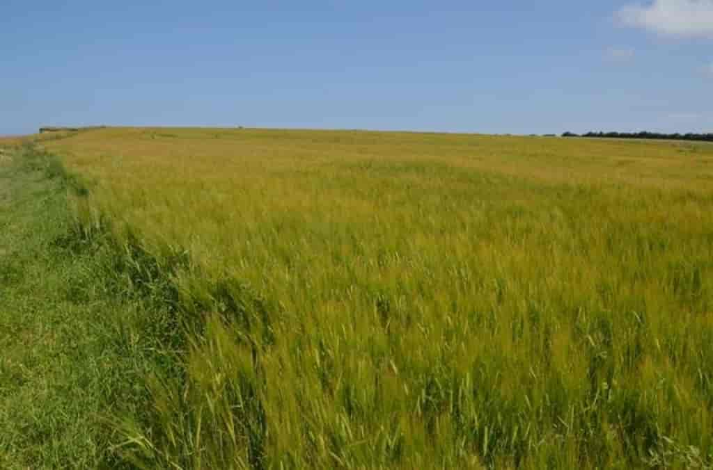 Hordeum vulgare