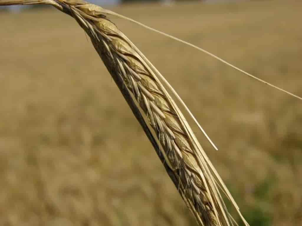 Hordeum vulgare