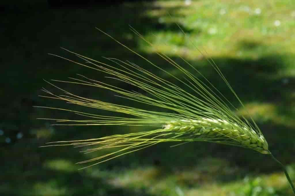 Hordeum vulgare var. vulgare