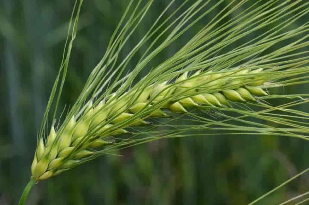 Hordeum vulgare var. vulgare