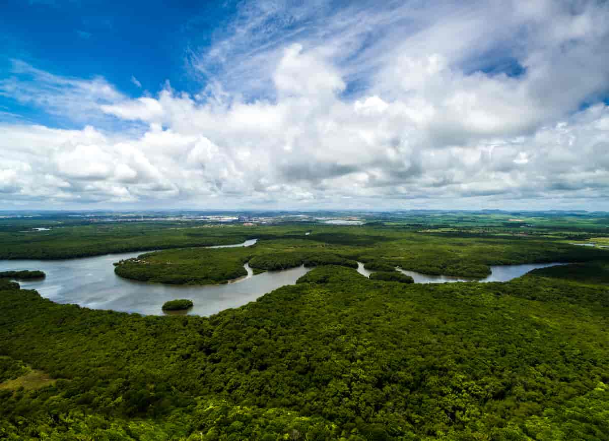 Regnskog i Brasil