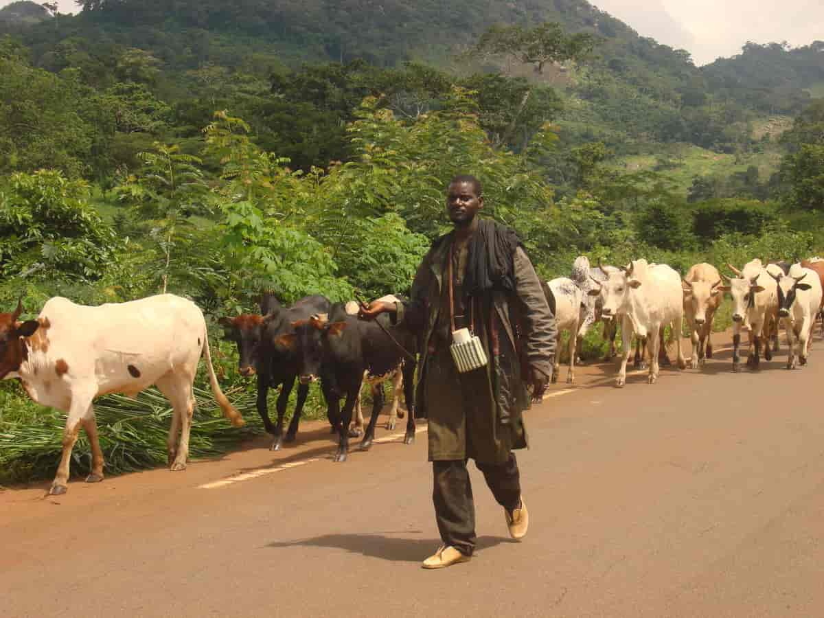 Fedrift langs veien mellom Man og Touba vest i Elfenbenskysten