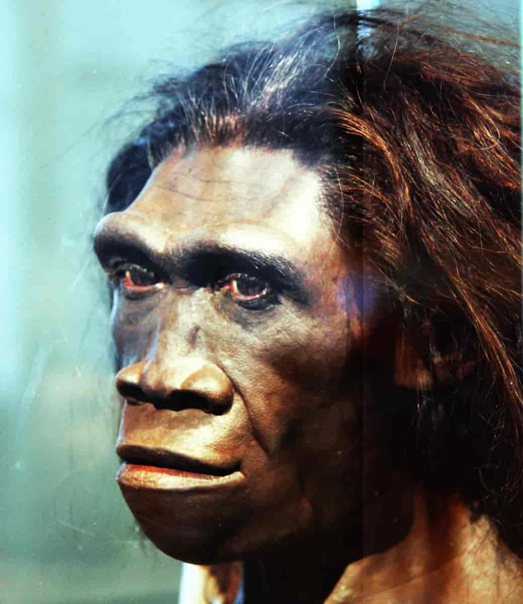 Homo_erectus