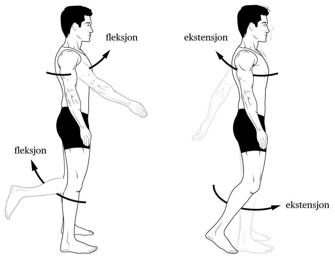 Fleksjon og ekstensjon
