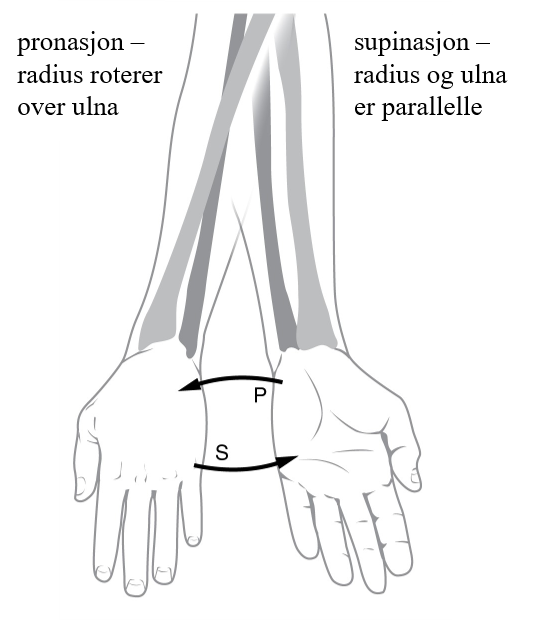 Supinasjon og pronasjon