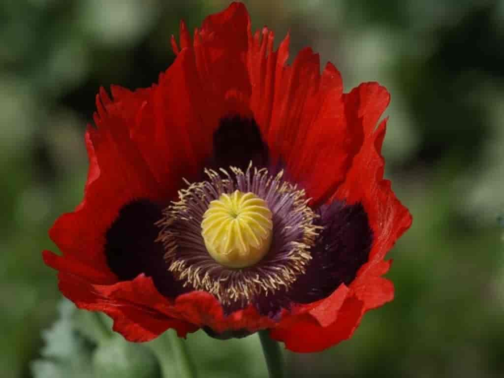 Papaver somniferum