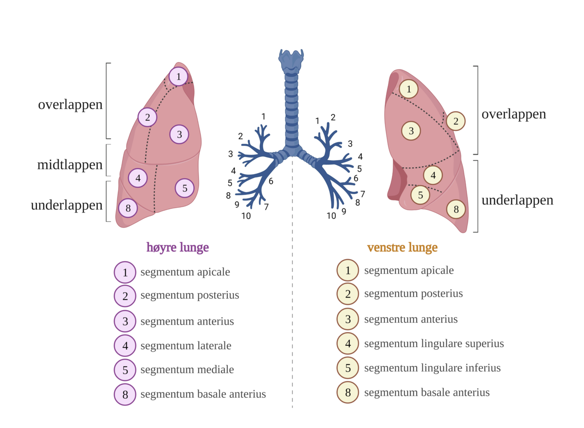 Lungesegmenter