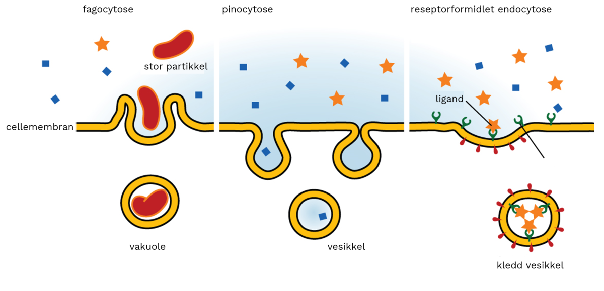 Endocytose