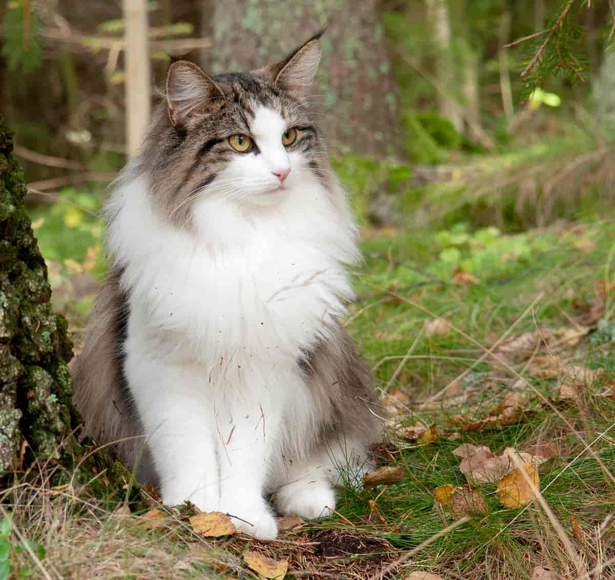 Norsk skogkatt