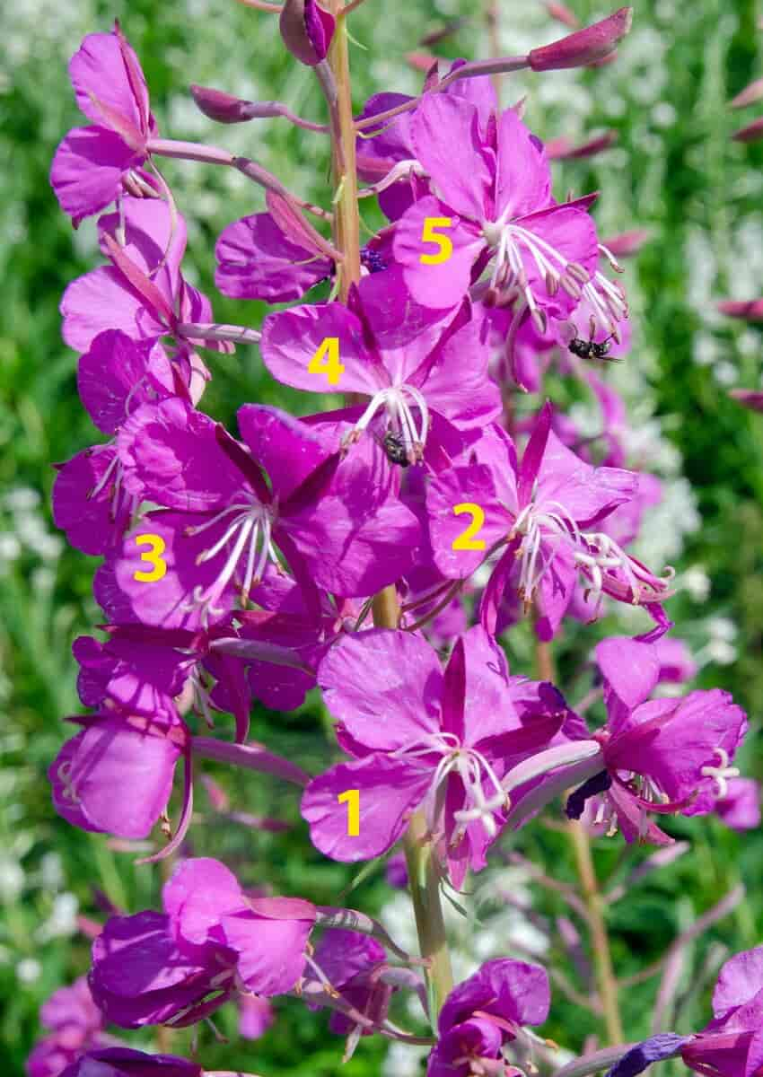 Geitramsblomster med faser