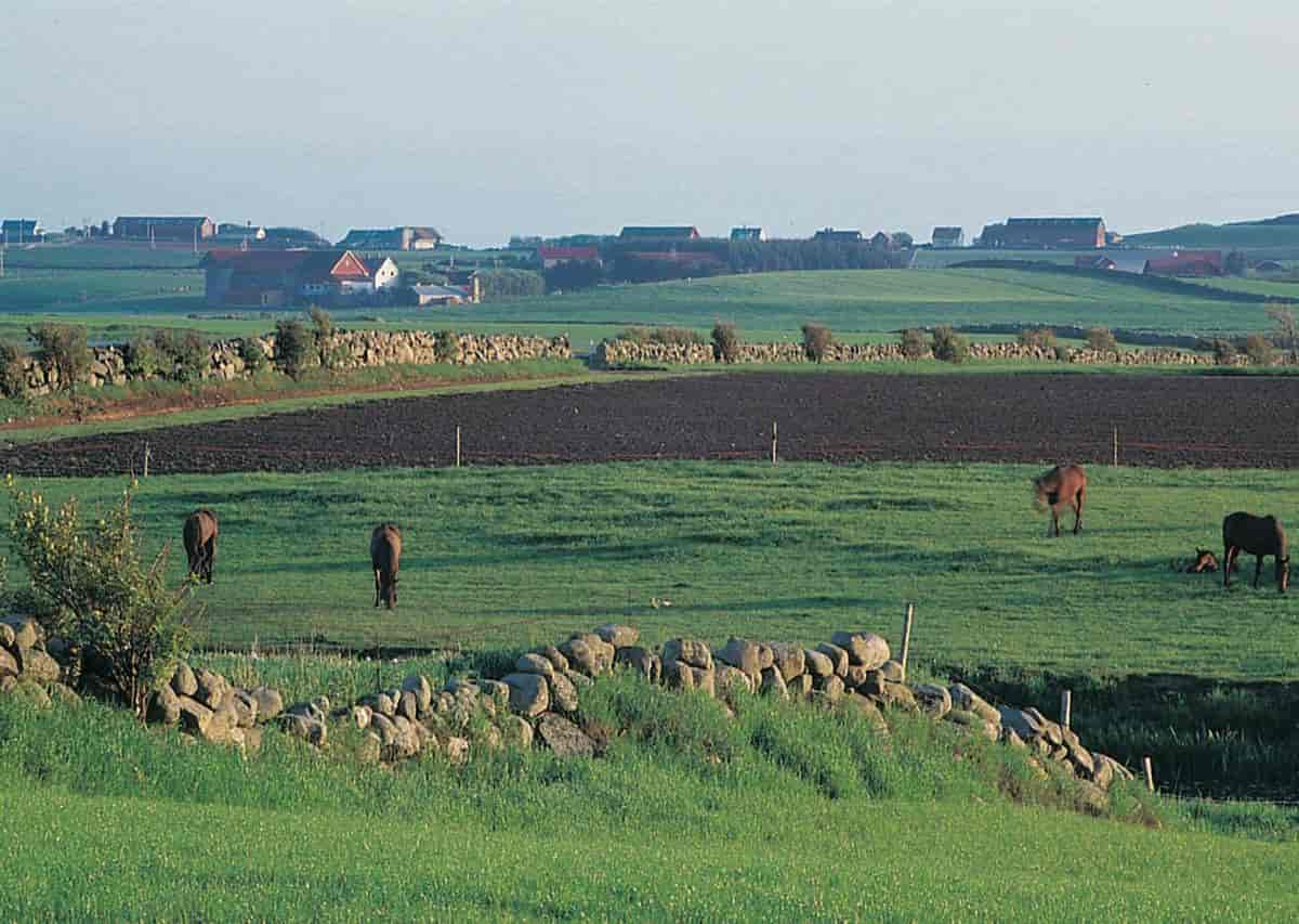 Jæren