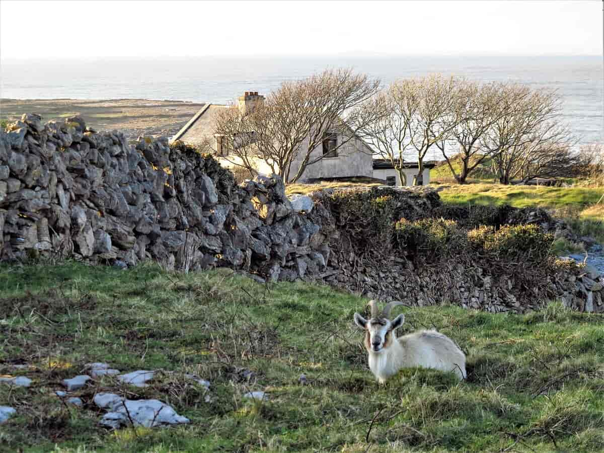 Landskap fra Aranøyene.