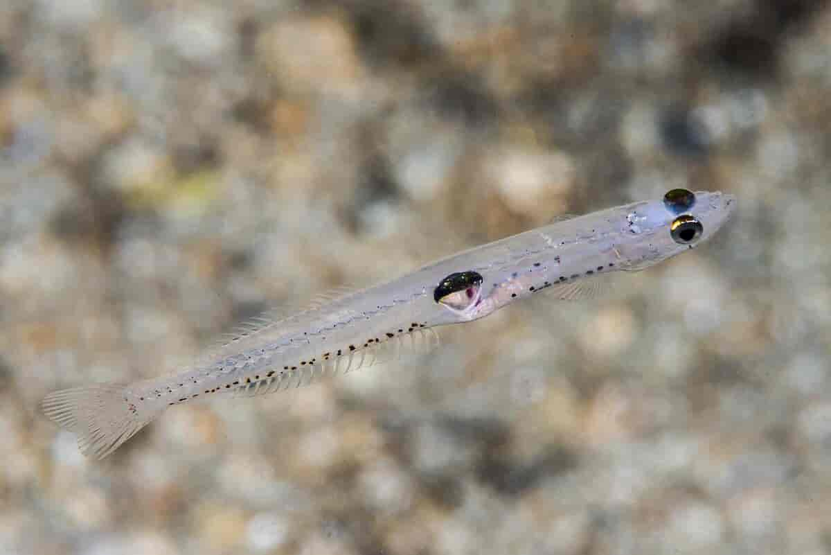 Gjennomsiktig fisk med to svarte øyne. Bakgrunnen er sandbunn som er ute av fokus.