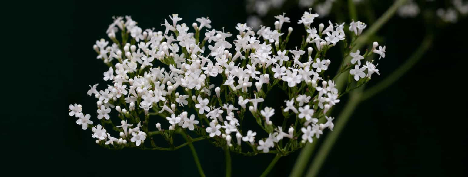 Conopodium majus