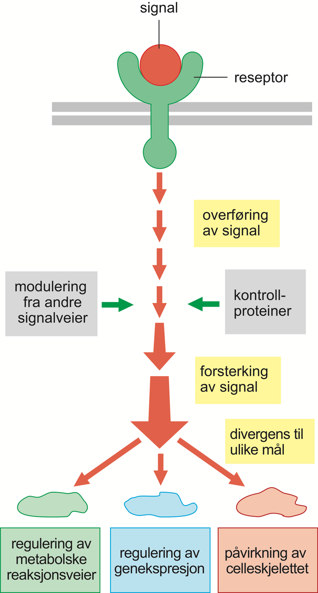 Signalformidling.