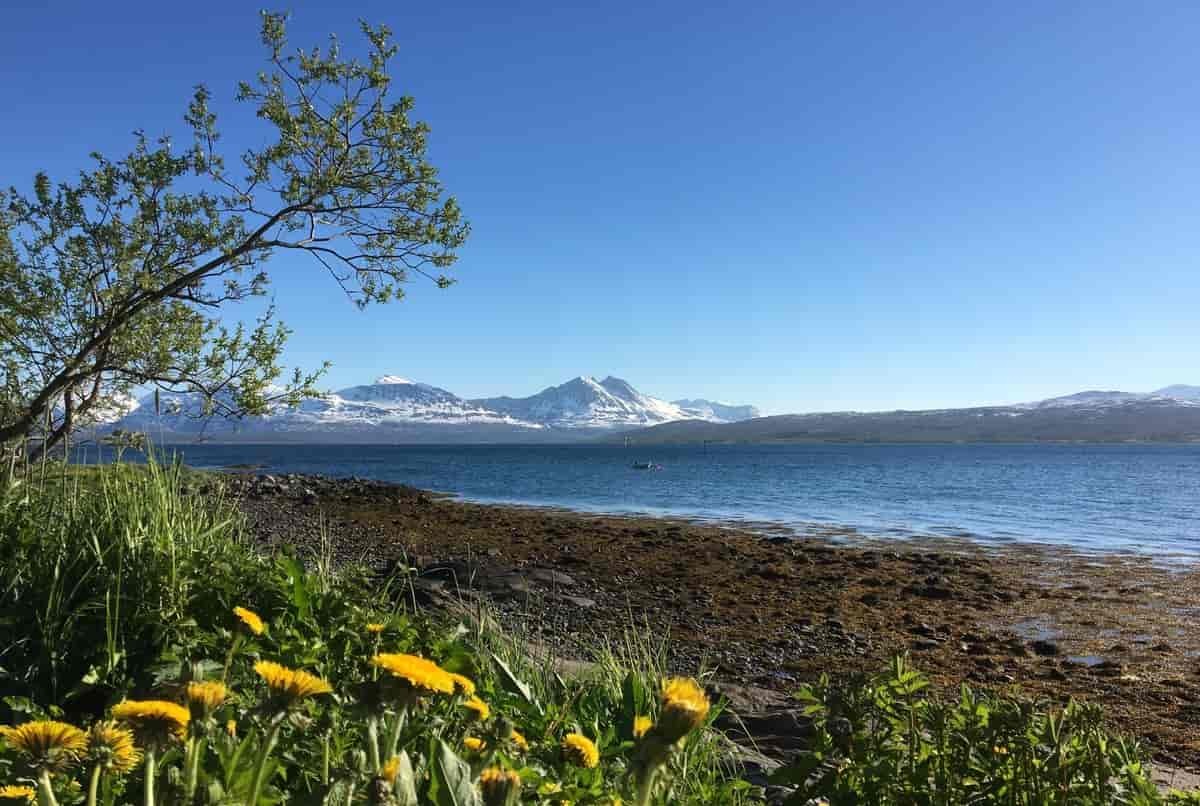 Telegrafbukta i juni