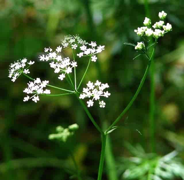 Conopodium majus