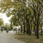 A photograph of the UM campus in fall.