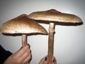 Real world parasol mushrooms.