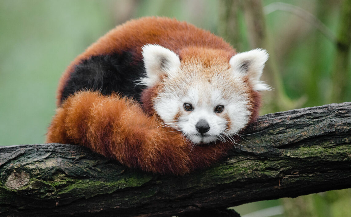 A Red Panda (firefox) resting on a tree branch.