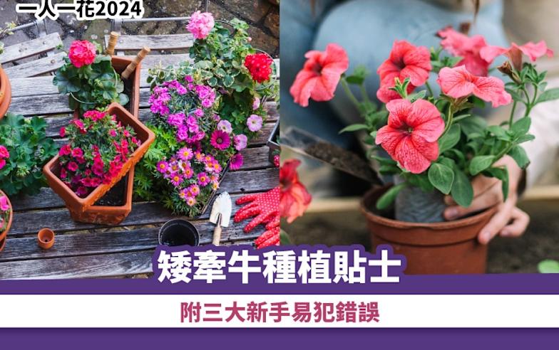 一人一花2024丨矮牽牛種植貼士 附三大新手易犯錯誤