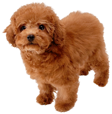 File:SSBU spirit Toy Poodle.png